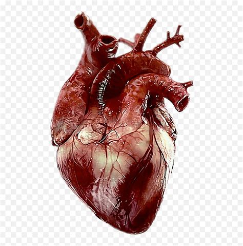 Real Heart Png Transparent Collections Human Real Heart Png Heart