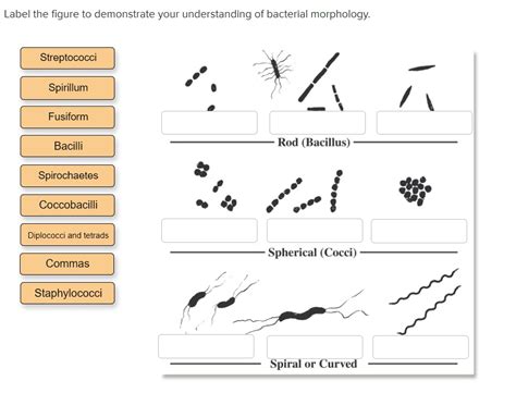 SOLVED Label The Figure To Demonstrate Your Understanding Of Bacterial