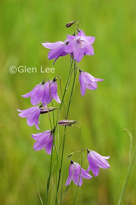 Campanula Rotundifolia Photos Saskatchewan Wildflowers