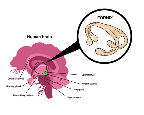 The Fornix is a tract that connects the ___. \ A. Hypothalam | Quizlet