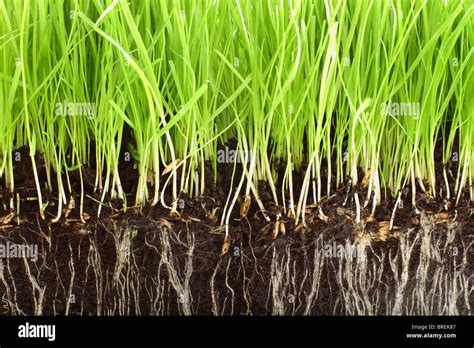 Fresh Grass Growing In Compost With Close Up Detail Of The Roots