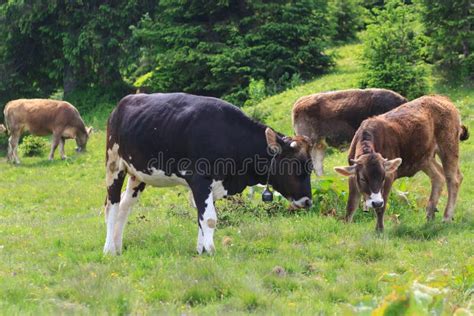 Vacas Vacas Que Pastan En Un Campo Verde Vacas En Los Prados Alpinos