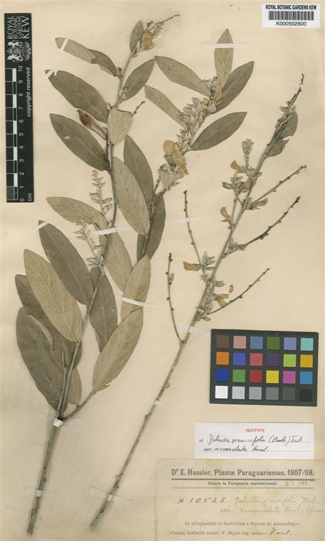 Cerradicola Grewiifolia Benth L P Queiroz Plants Of The World