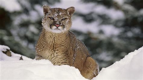 Cougar Wallpapers - Wallpaper Cave