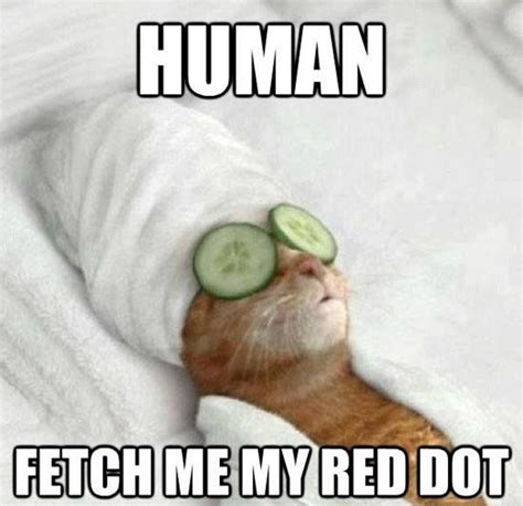 Pampered Cat Funny Cat Memes Cats Funny Animal Pictures