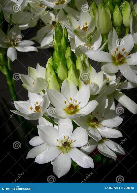 White flowers bouquet stock photo. Image of fragrance - 4507264