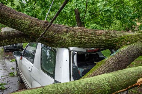 Storm Damage Tree Removal | Emergency Tree Removal Orillia ON