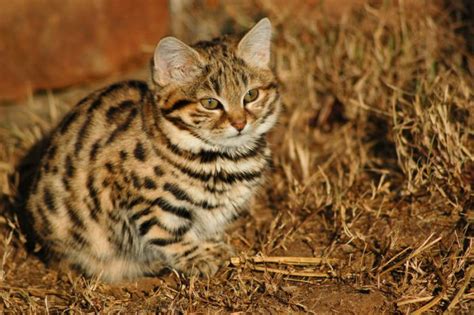 The world's deadliest cat is ready for a cuddle - Owl Connected