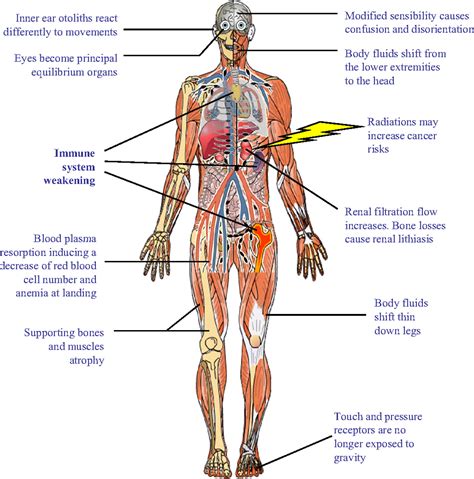 Male Body Structure And Organs / Human Male Anatomy - Body, Muscles ...