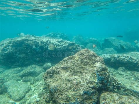 Sharks Cove Snorkeling in Oahu Hawaii North Shore Stock Photo - Image ...