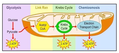 aerobic and anaerobic respiration Diagram | Quizlet