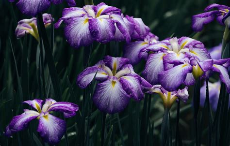 Wallpaper Leaves Drops Flowers The Dark Background Spring Purple