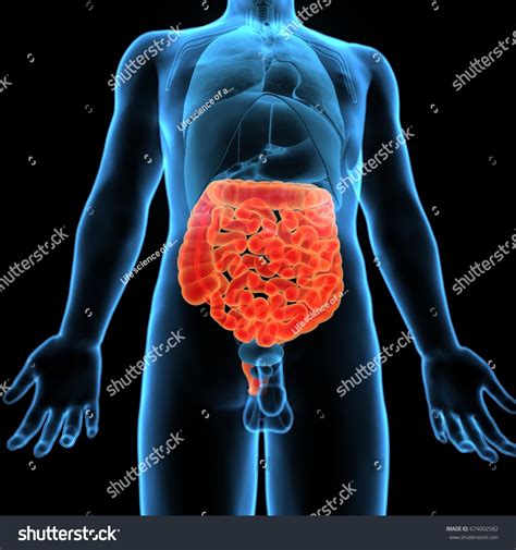 Ilustrasi Stok 3d Illustration Human Digestive System Anatomy 674002582