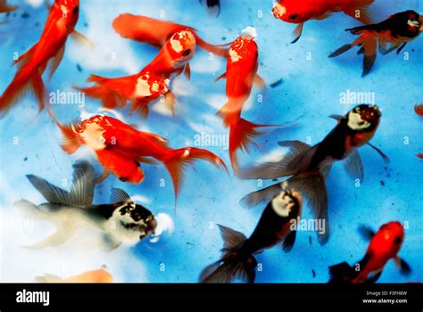 exotic fishes ; aquarium fishes ; fish tank Stock Photo - Alamy