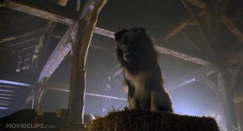 Rex From Babe Border Collie Photo 34714961 Fanpop