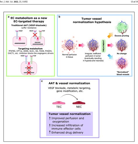 Ec Metabolism As A New Ec Targeted Therapy Approach Tumor Vessel