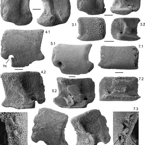 Stratigraphic chart of the Oxford Clay Formation with ammonite zones ...