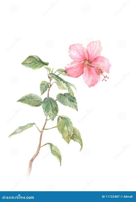 Pink Hibiscus Watercolor Painting Royalty Free Stock Photography