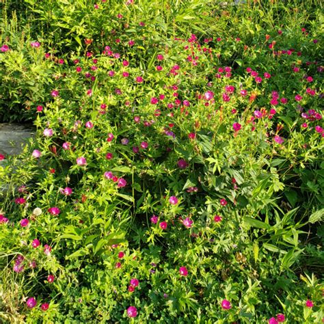 Callirhoe involucrata (Purple Poppy Mallow)