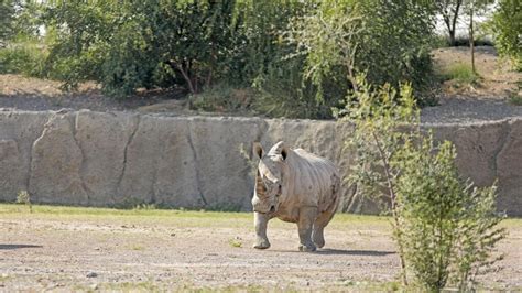 Sharjah Safari announces reopening date