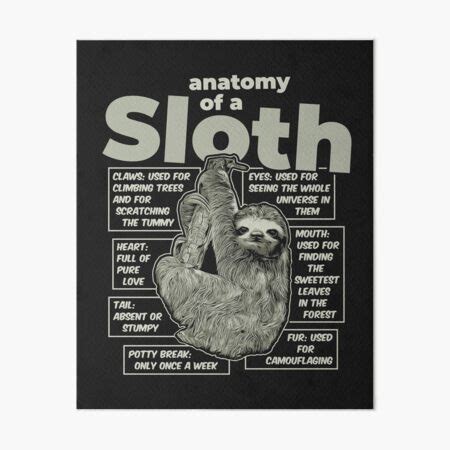 "Anatomy of a Sloth" Art Board Print for Sale by radvas | Redbubble