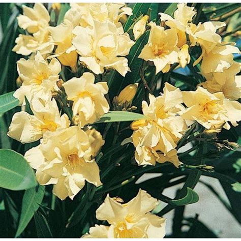 OLEANDRO NERIUM OLEANDER IN VASO Bianco Salmone E Giallo GardenStuff