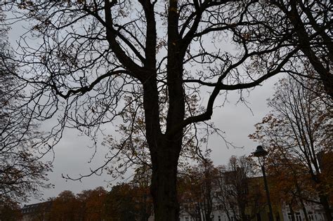 tree effect people  talk   butterfly  samar