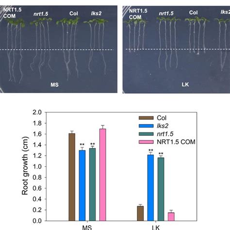 Nrt Regulated Root Growth Is Dependent On Auxin Accumulation A Root