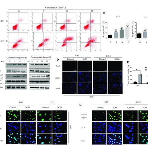 Sc66 Induced Apoptosis Of Gbm Cells In Vitro A B Cells Apoptosis