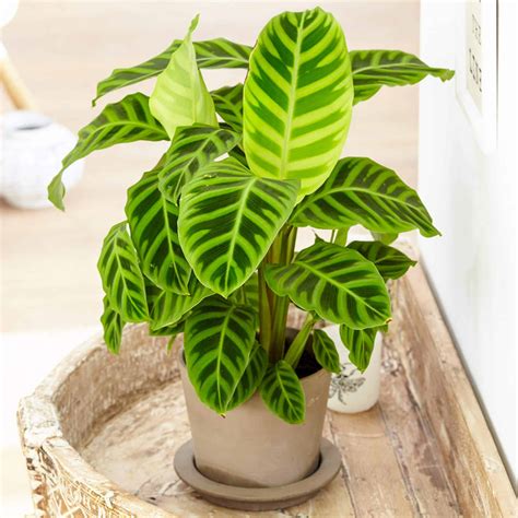 15 Breathtaking Zebra Print Houseplants You Can Grow Today