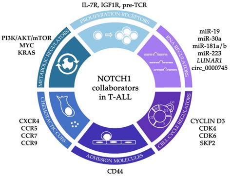 Notch1 Pathway Collaborators Contributing To T All Pathogenesis