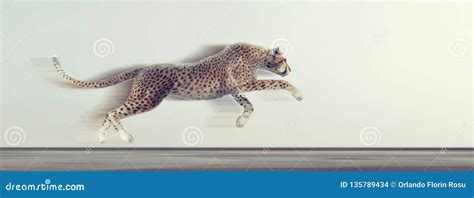 Cheetah Running, Animal On White Background Stock Photography | CartoonDealer.com #68539448