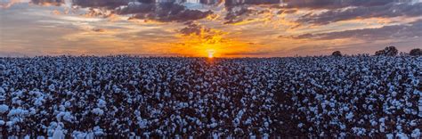 Sunset Over a Cotton Field | Calcot