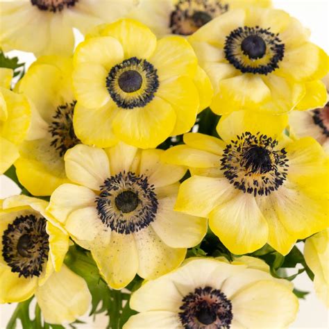 Buy Wholesale Yellow Enhanced Fresh Cut Anemones In Bulk Fiftyflo