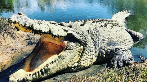 Mil Crocodilos Fazem Orgia Coletiva Ap S Ouvir O Som De Um