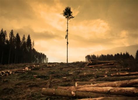 8 solutions pour agir contre la déforestation Life ONG