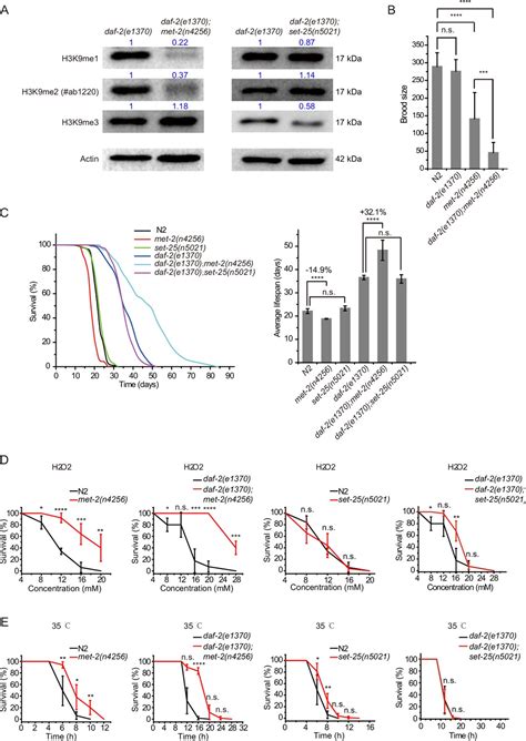 H K Me Methylation Limits The Lifespan Of Daf Mutants In C