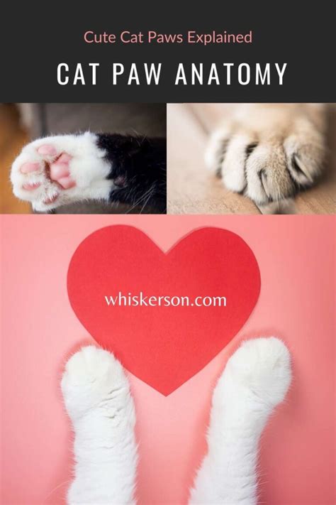 Cat Paw Anatomy Explained Cat Blog For Cat Parents