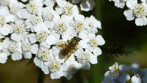 Halictus Seladonia Halictidae Hymenoptera Et Achill E