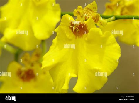 Flower Orchid Garden Kuching Sarawak Malaysia Stock Photo Alamy