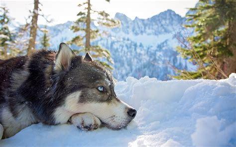 Download wallpapers husky, snow, forest, big dog, blue eyes, cute ...