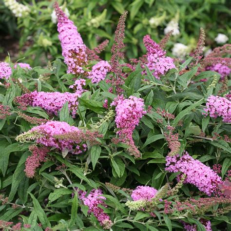 Buddleia PUGSTER PINK - Buy Butterfly Bush Shrubs Online