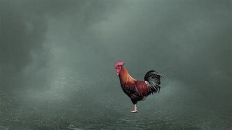 Rooster Wallpapers - Top Free Rooster Backgrounds - WallpaperAccess