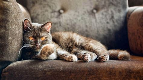 Cat On Sofa Hd Wallpapers