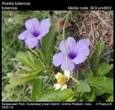 Ruellia tuberosa | Butterfly