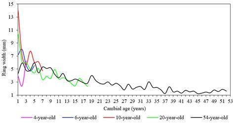 The Radial Variation Of Annual Ring Width Versus Cambial Age Of S