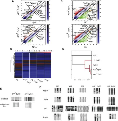 Oct4 GFP Positive And Negative EpiSCs Have Distinct Gene Expression