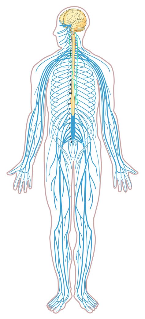 File:Nervous system diagram unlabeled.svg - Wikimedia Commons