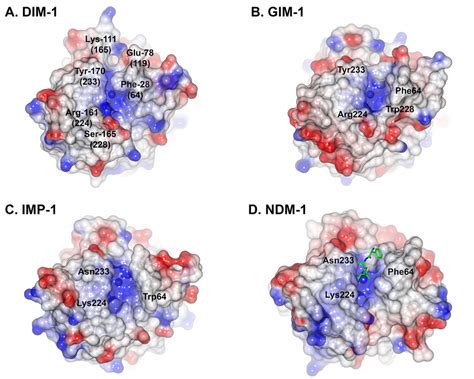 Active Site Grooves Of B Metallo Lactamases Figure Shows Surfaces