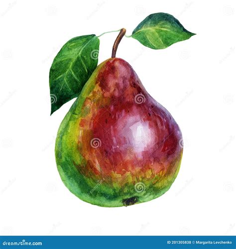 Pear Drawing Isolated Back Hand Drawn Fruit Icon Cartoon Vector